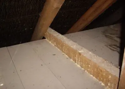 woodworm treatment in roof timber